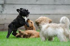 Les chiots jouent ensemble