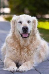 Large dogs have a lower life expectancy