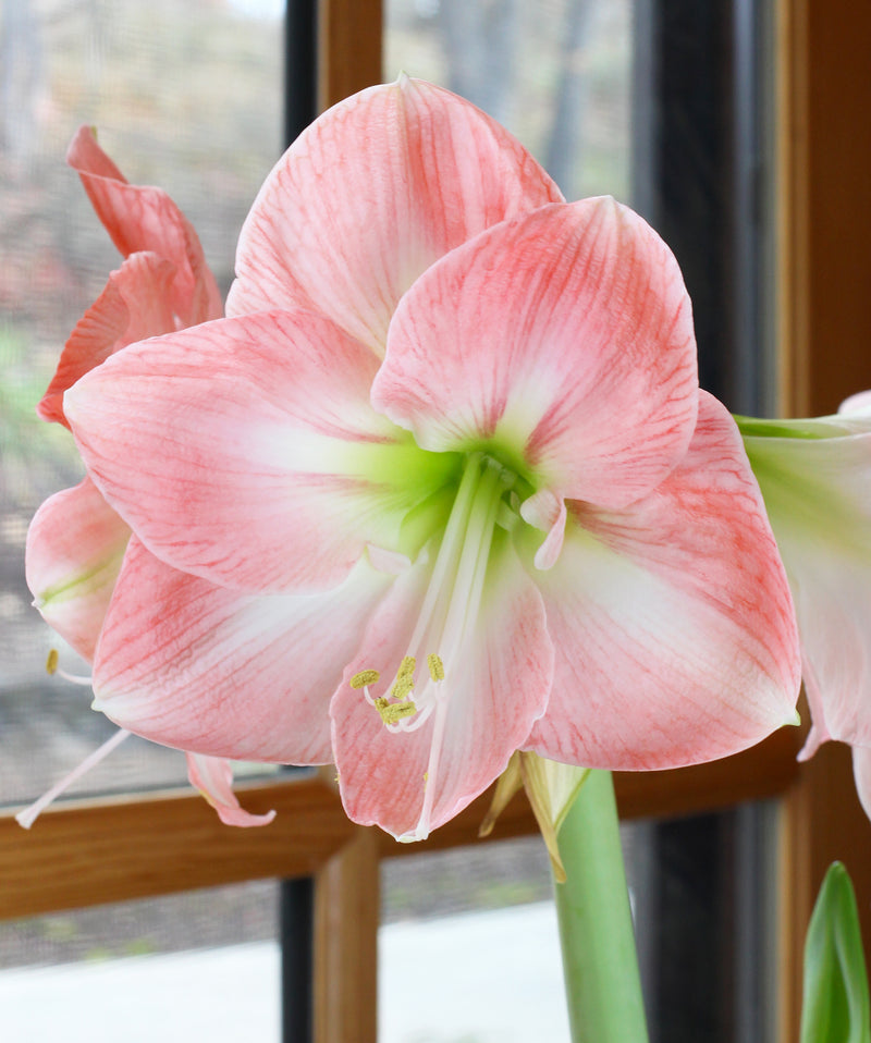 amaryllis name variants