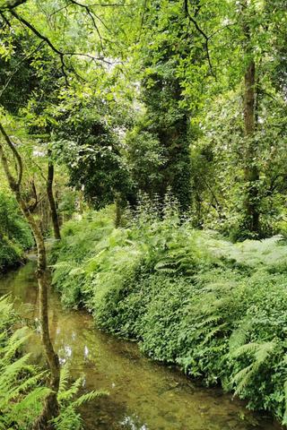 A river surrounded by lush green vegetation