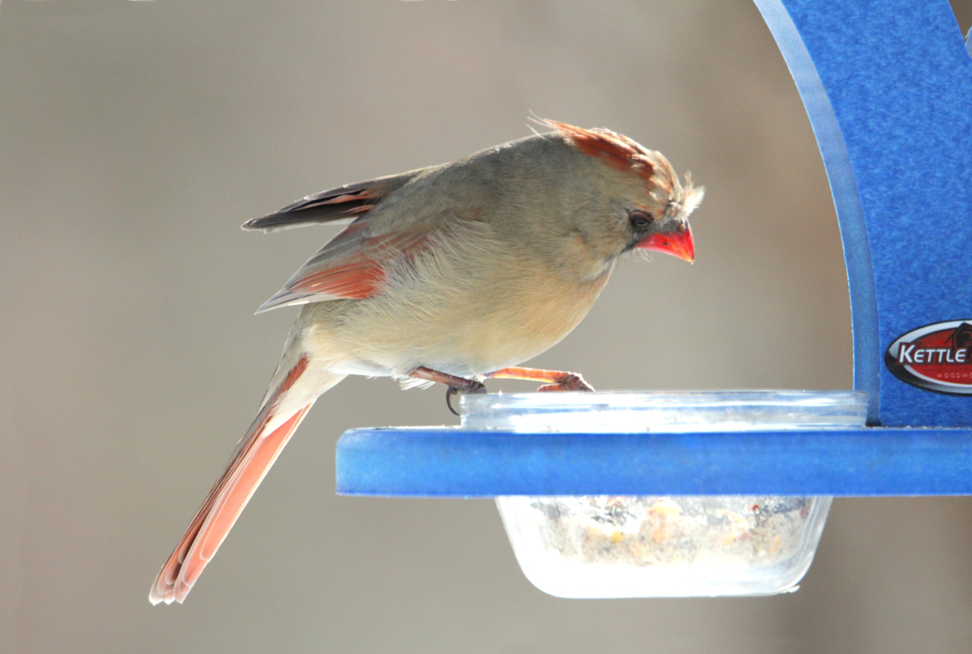 female cardinal on feeder