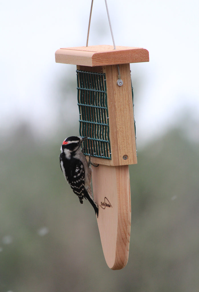 woodpecker suet feeder