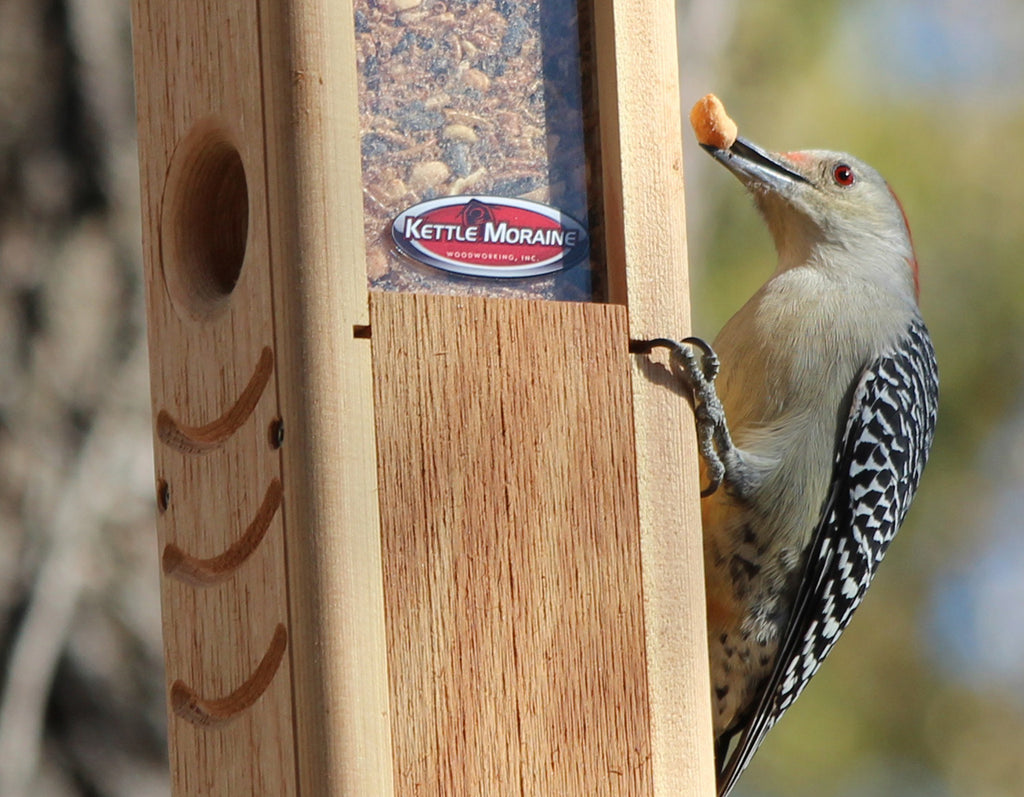 woodpecker feeder