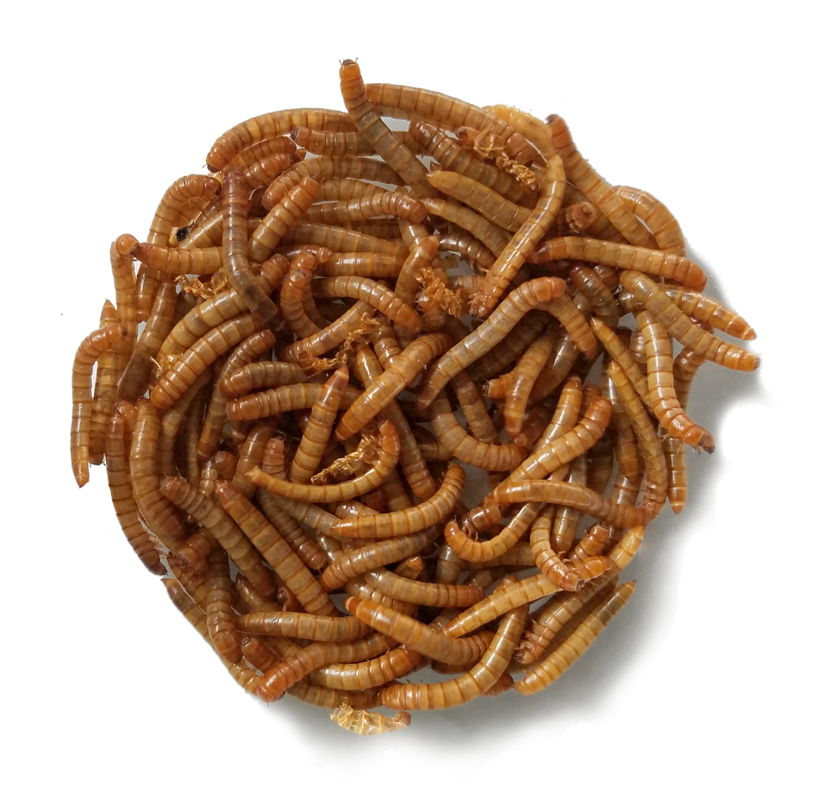 download mealworms for sale