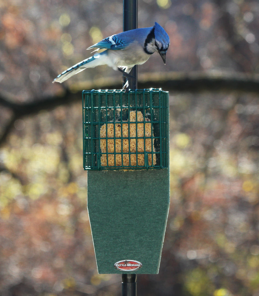 suet feeder ideas