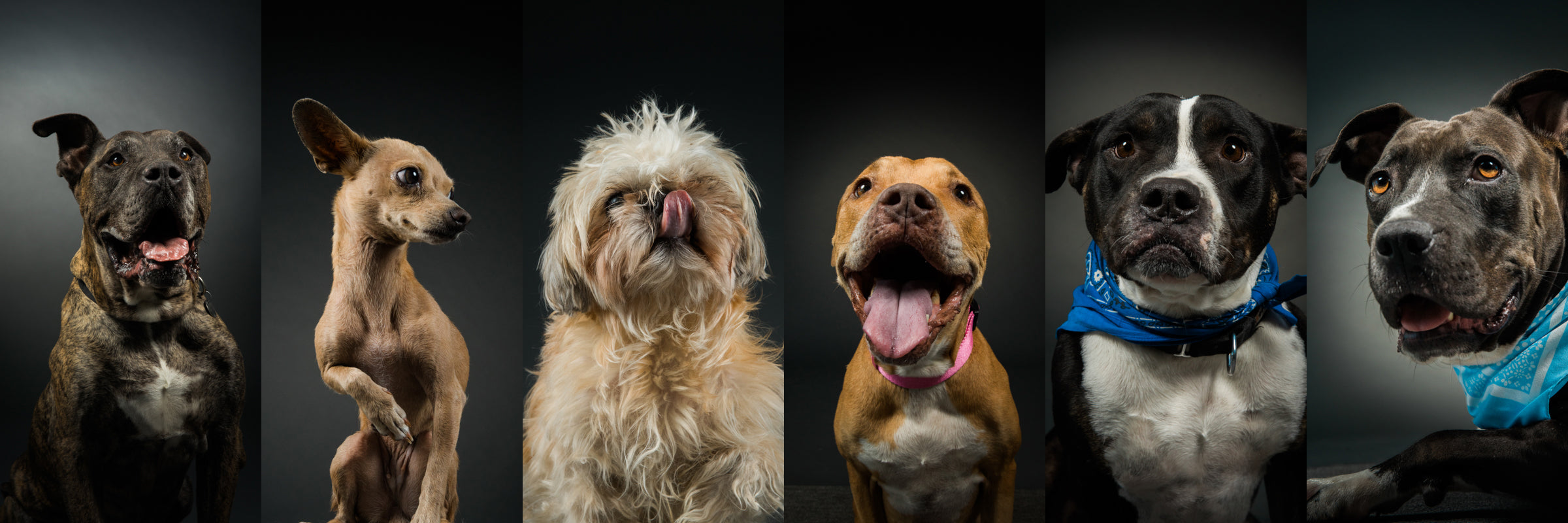 On Location Pet Portrait Photography (and Do-Gooding!) – MagnetMod