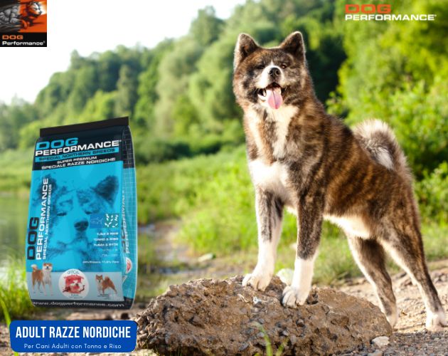 Migliori crocchette per Akita Inu e Razze Nordiche