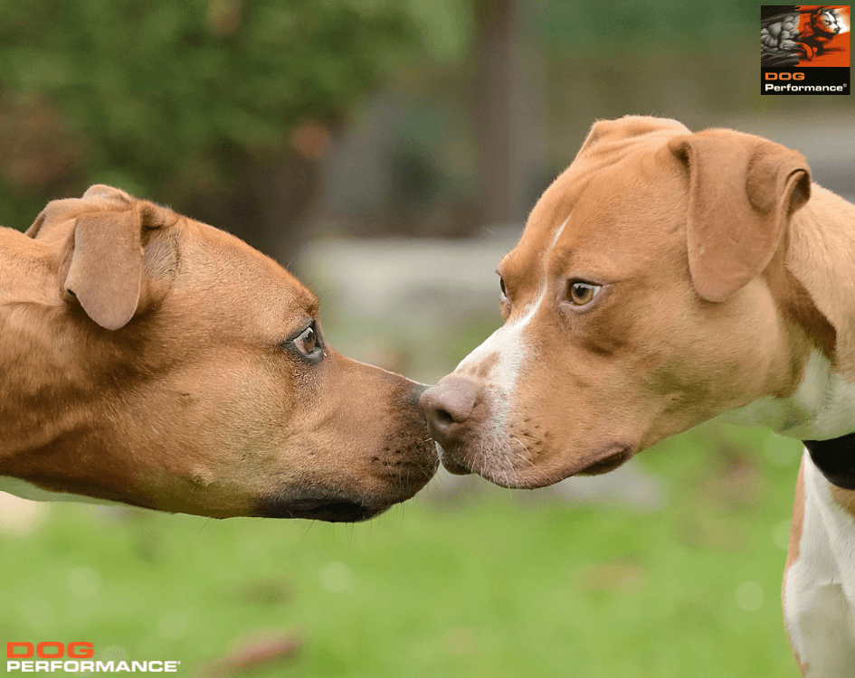 Cibo per Pitbull - Crocchette per American Pitbull Terrier