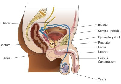 male urinary tract