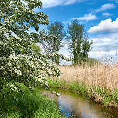 The Trees Are Sweetly Blooming