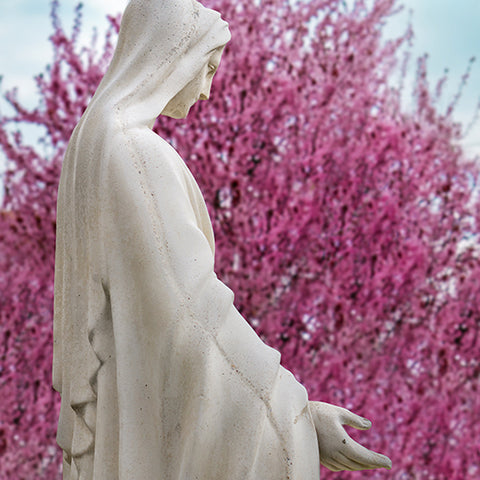 Praying with Plants