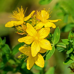 Liver Herbs for All Seasons