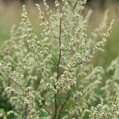 Mugwort