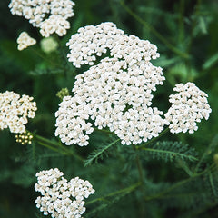 Yarrow