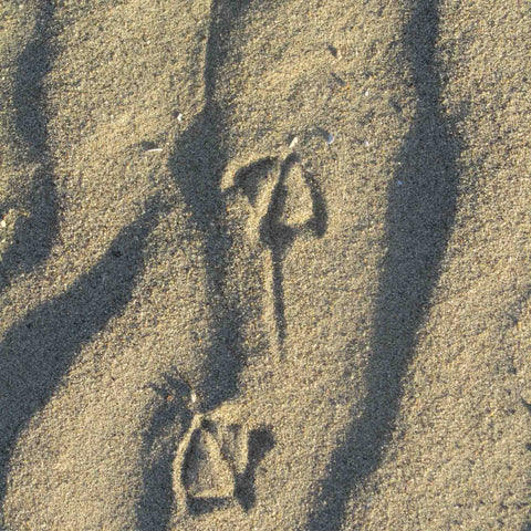 Bird tracks in sand
