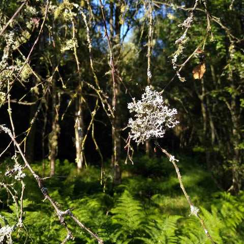 Roberta Pederzoli's source of jewellery inspiration - lichen on a tree
