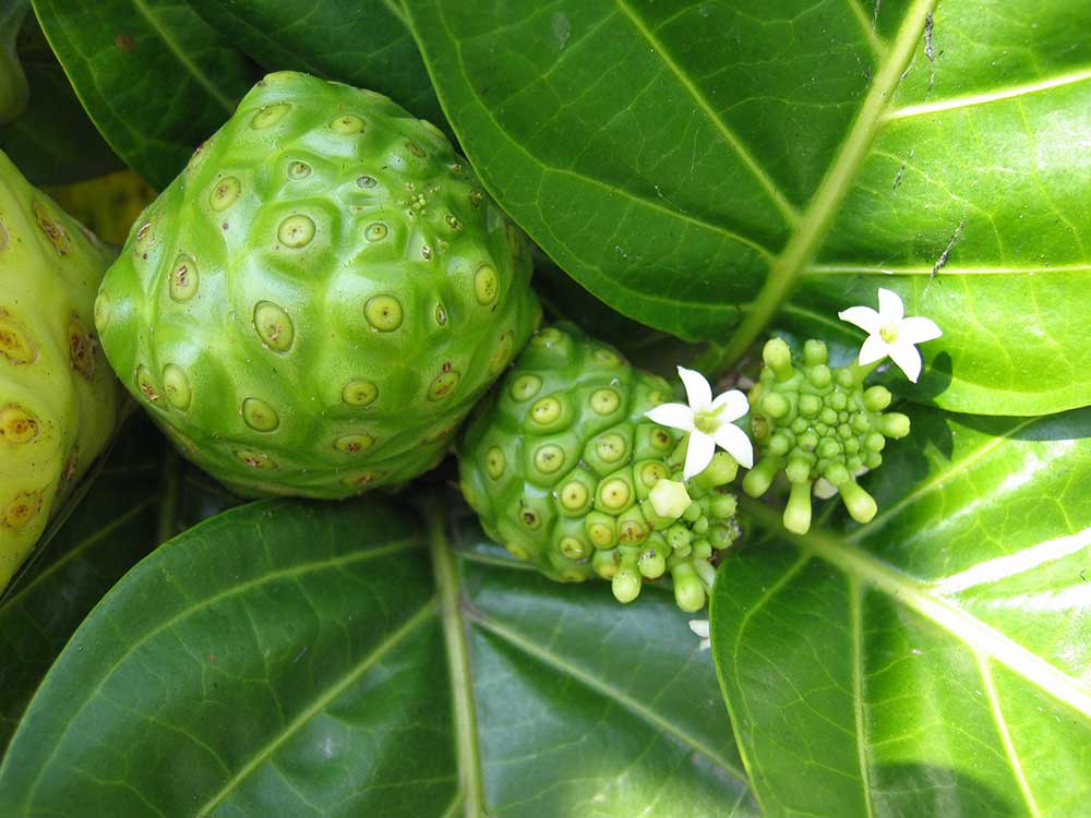 Everything You Want To Know About Noni Fruit Fruitstand Com