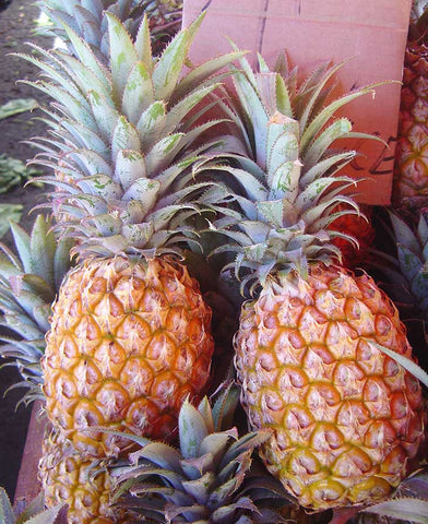 All About White Kaua I Pineapple Fruitstand Com