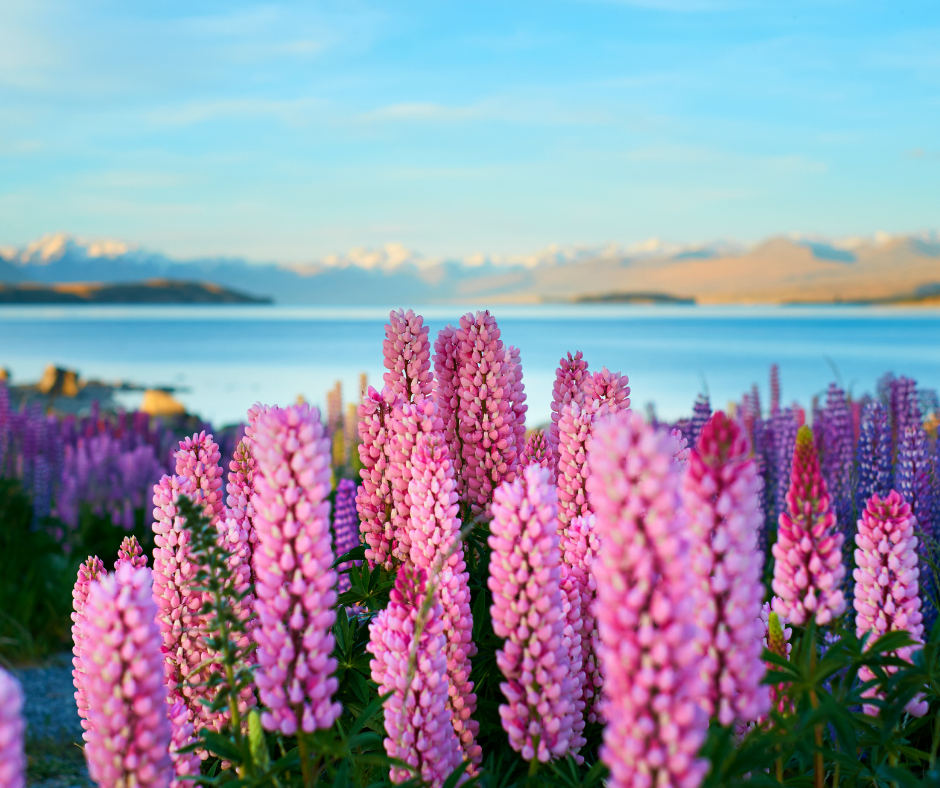 Lake Tekapo Lupins