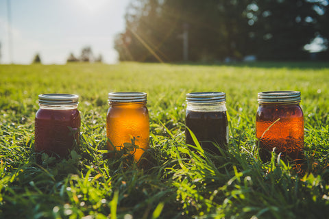 four mason jars of herb-infused oils sit in the grass on the sunshine. Each jar is a different colour, depending on the herbs they're infused with.