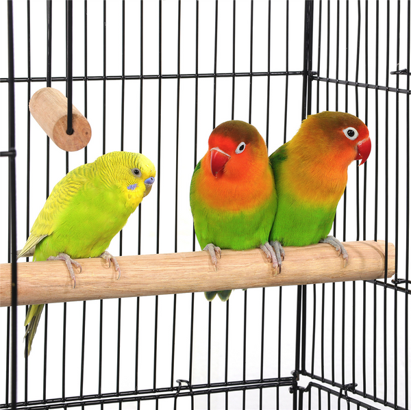 Types of Bird Perches you Should Have in your Birds Cage