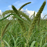 Vintage Farmers Brand Mana velugu Foxtail Millets Crop Seeds 1Kg