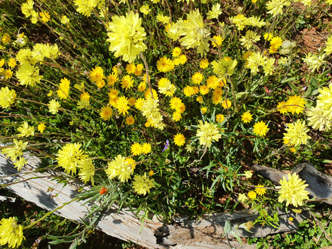 Yellow flowers for designer carpet handmade in Kashmir.