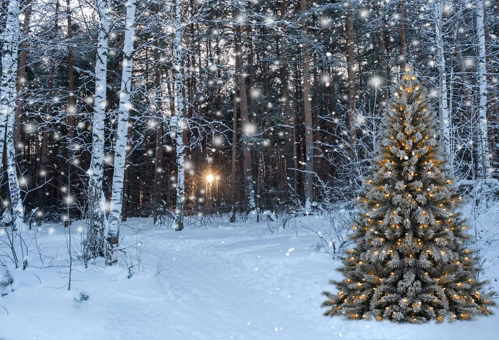 Traditional Xmas tree in Forest