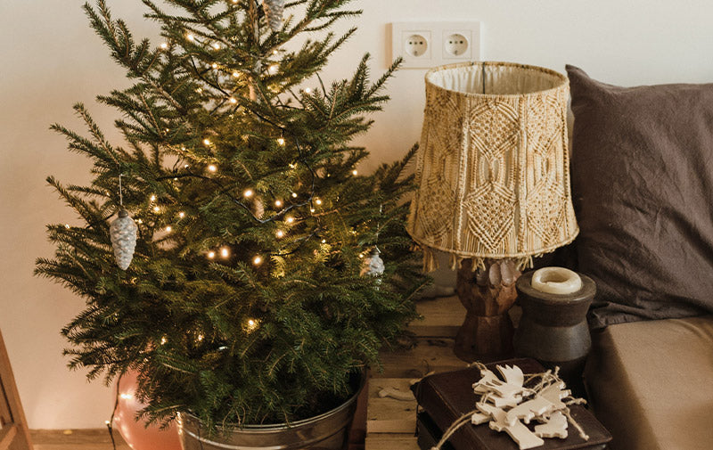 real christmas tree in a pot