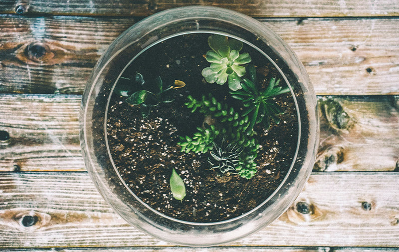 succulents in glass bowl