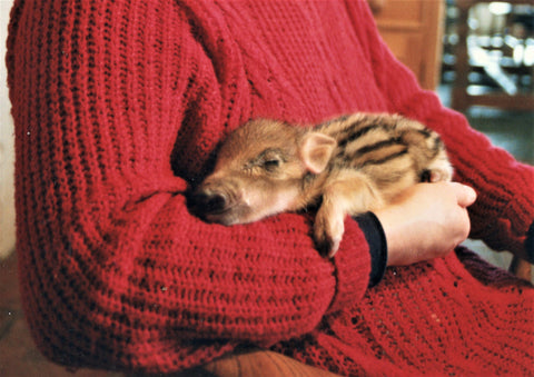 baby boar Amadeus having a cuddle with his human