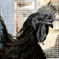 Kogut Kody Ayam Cemani