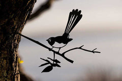 Willy Wagtail