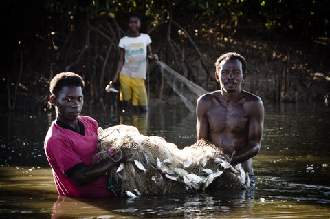 A hand-in-hand mangrove regeneration and fishery project in Kenya 