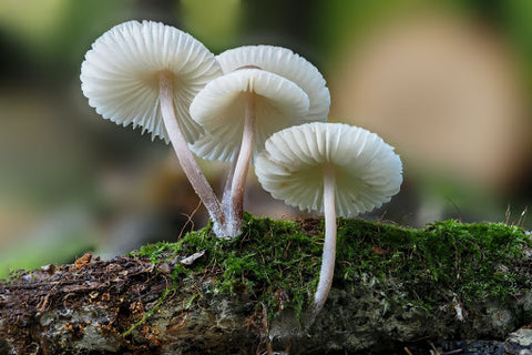 Mushrooms in the forest 