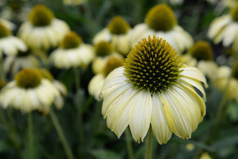 Echinacea flower 