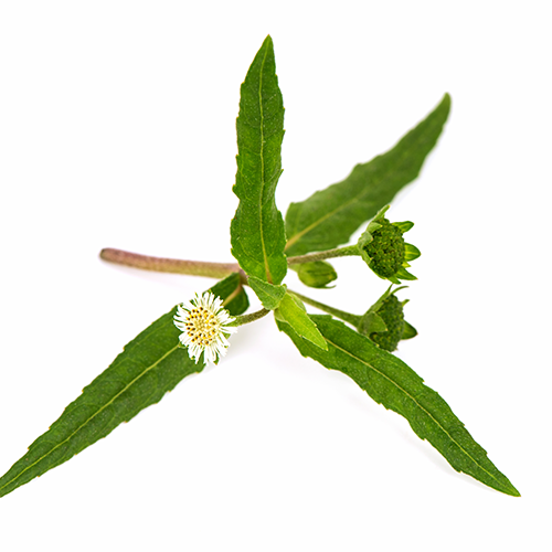 False Daisy Ingredient Image