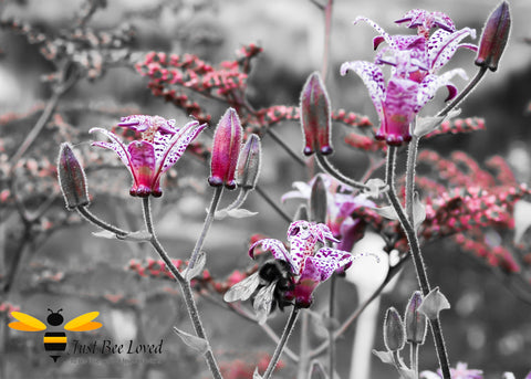 Bumblebee Foraging on purple flowers