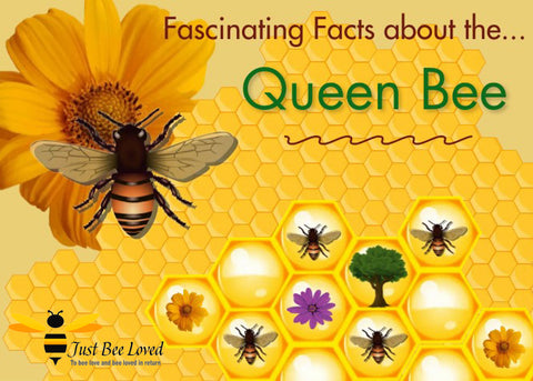 Queen Bee Facts