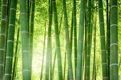 Bamboo Viscose – Earth Wardrobe