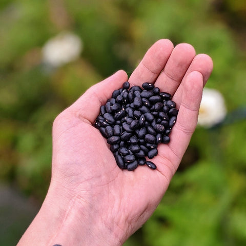 pulse pulses black beans turtle beans vegan plant-based protein