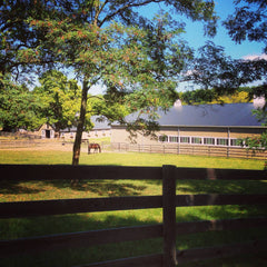horse stable meadow paddock, Brass Ring Farm NJ