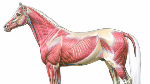 horse muscles, horses, equestrian, e vitamin, horse nerve system, horse health, equsani, equestrian