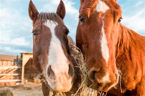 two horses eating hay, horse, equestrian, e vitamin, important supplement for horses, horse supplement, equsani, e vitmin, e-covery