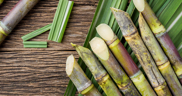 Sugarcane - ganna