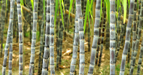 Sugarcane Ganna