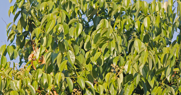 Tamal Patra