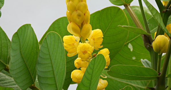 Senna Plant