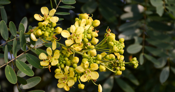 Senna Flower