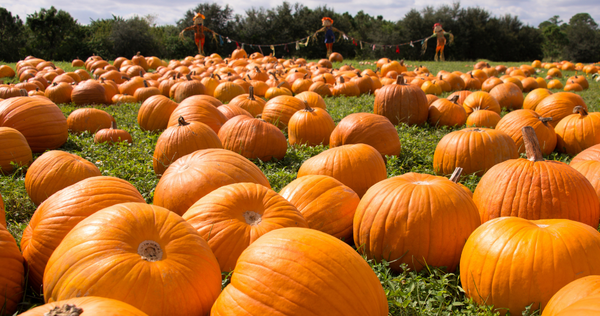 pumpkin feild